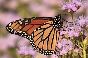 Monarch Butterfly